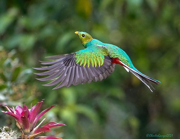 Respendent-Quetzal
