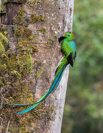 Resplendent Quetzal_on the nest