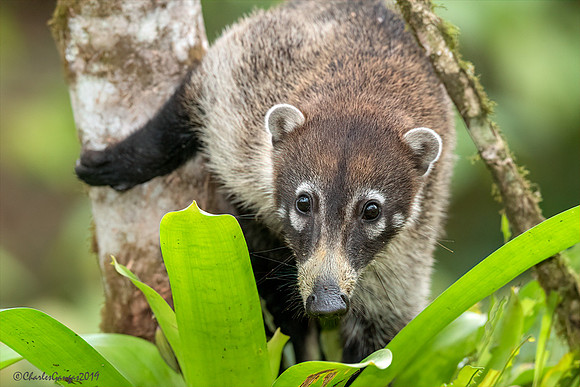Coati
