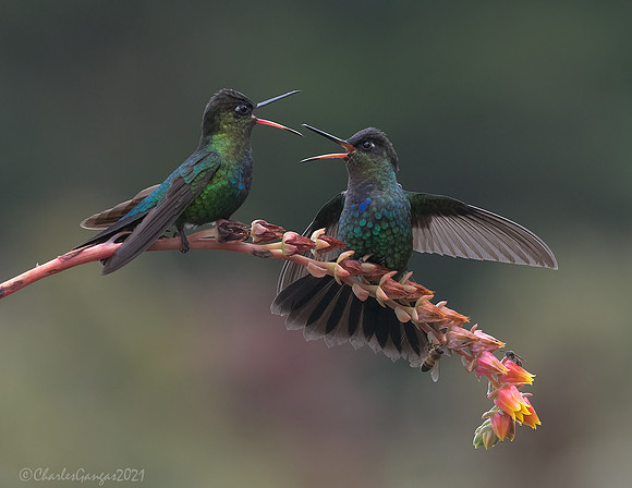 Fiery-throated Hummingbird_Dissagrement
