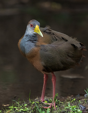 Gray-necked-Wood-Rail