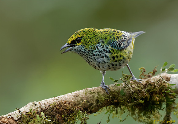 Speckled Tanager
