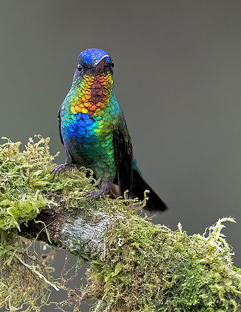 Fiery-throated-Hummingbird