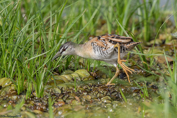 Yellow-breasted Crake