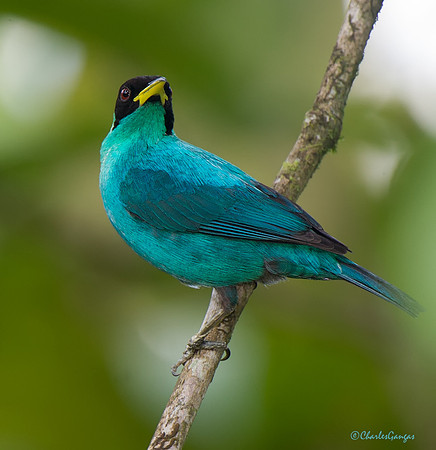 Green Honeycreeper