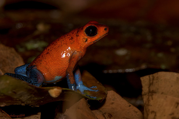 Strawberry Poison-Dart-Frog