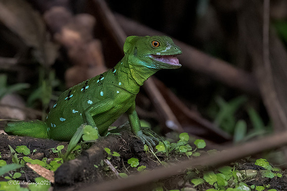 Emerald-Basilisk