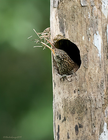 Cocoa Woodcreeper_#2