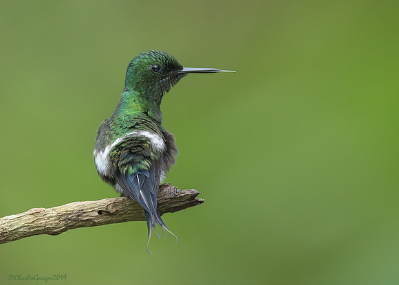 Green-Thorntail_#2