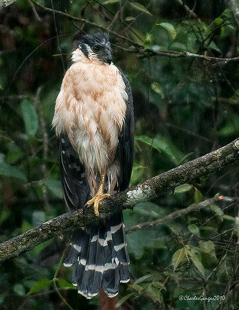 Collared-Forest-Falcon