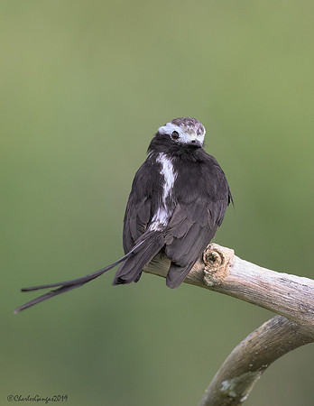 Long-tailed-Tyrant