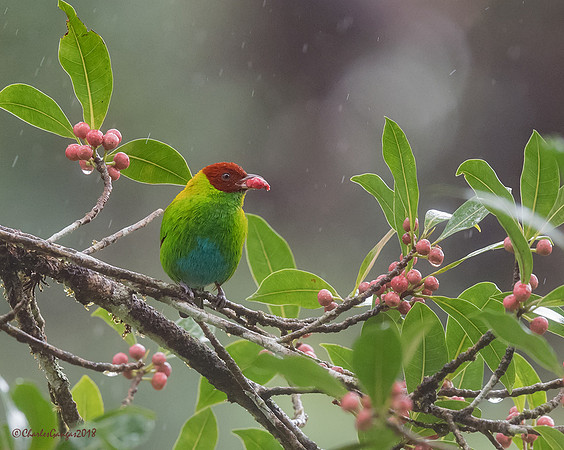 Rufous-winged Tanager