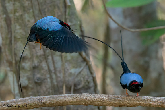 Long-tailed-Manikins_Lek