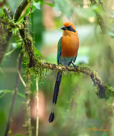 Rufous Motmot