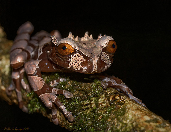 Crowned-Tree-Frog_CMG2309_DxO-copy-1200