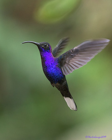 Violet Sabrewing