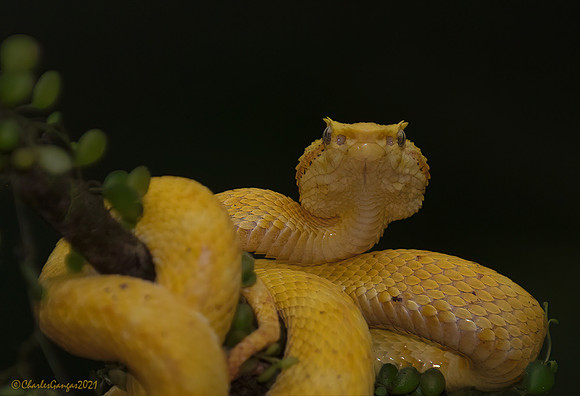 Yellow-Eyelash-Viper