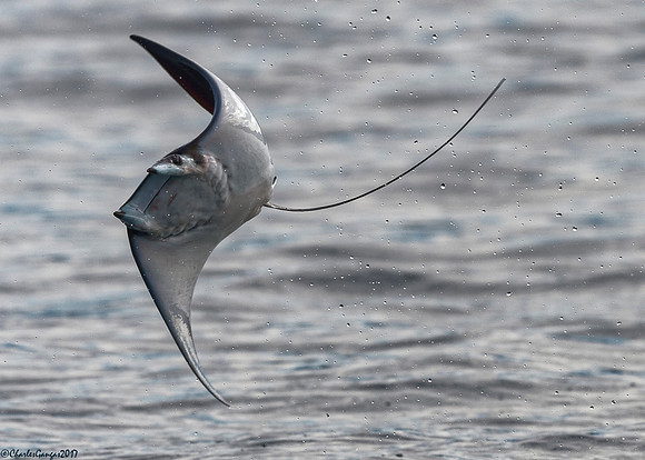 Mobula_Devil Ray_2