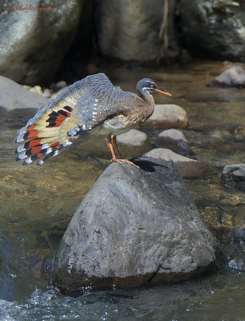 Sunbittern