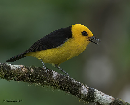 Black-and-Yellow-Tanager