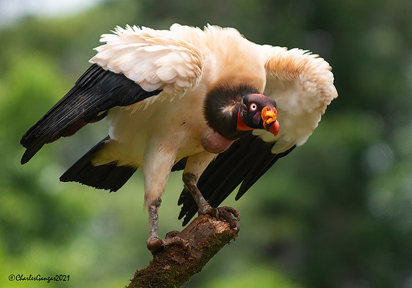 King-Vulture