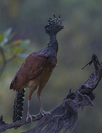 Great Curassow_female