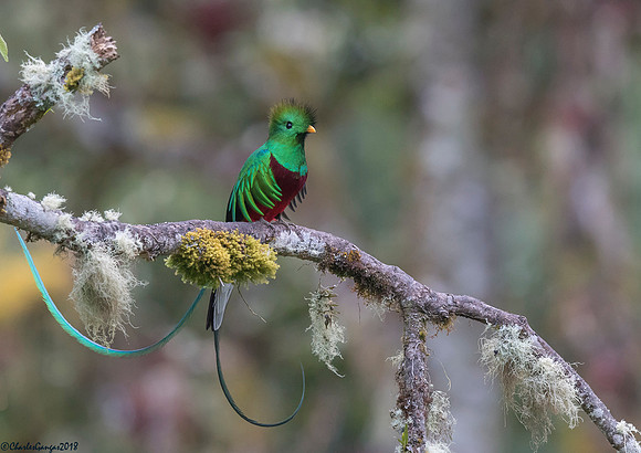 Respendent Quetzal