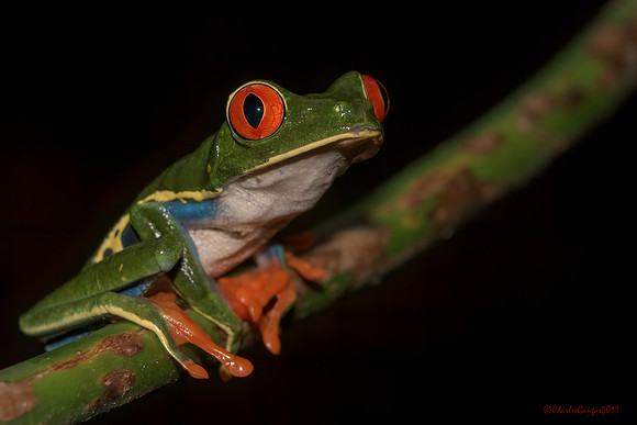 Red-Eyed Tree-frog