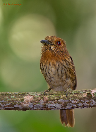 White-whiskered Puffbird