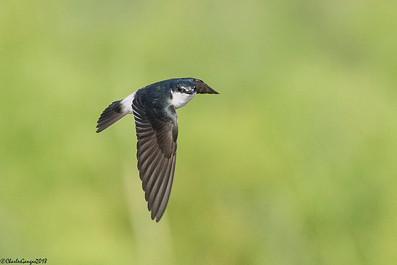 Mangrove Swallow