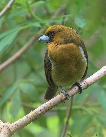 Prong-billed Barbet