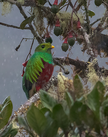 Resplenent Quetzal