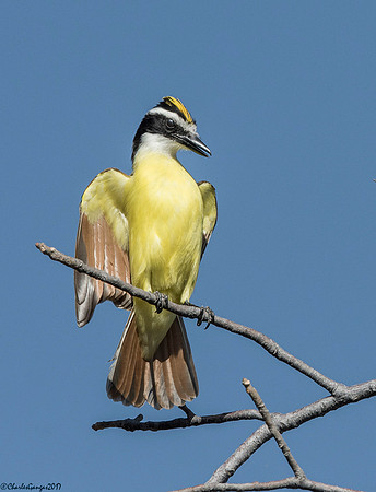 Kiskadee_Alarmed