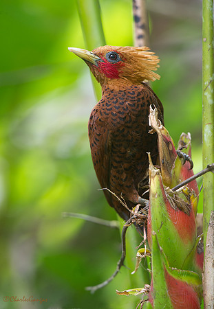 Chestnut-colored Woodpecker