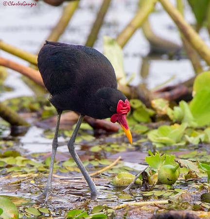 Wattled Jacana