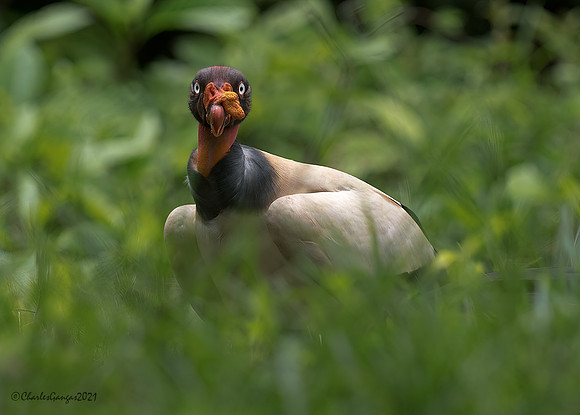 King-Vulture