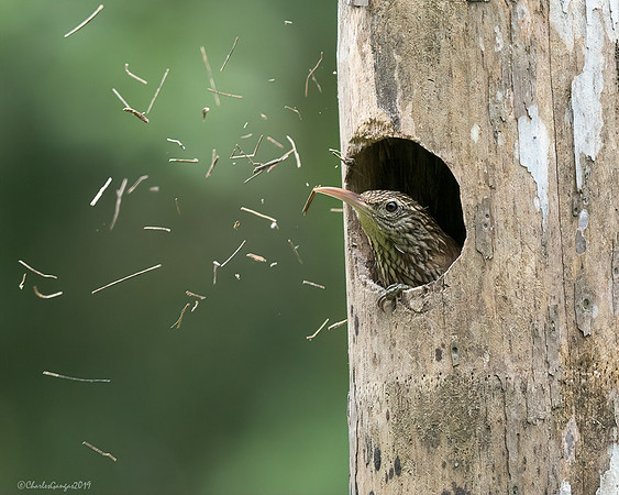 Cocoa Woodcreeper_#3