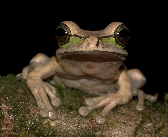 Masked Tree Frog