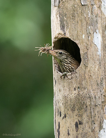 Cocoa Woodcreeper_#1