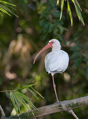 White Ibis