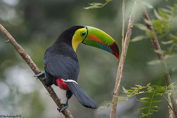 Keel-billed Toucan