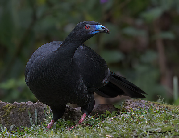 Black-Guan