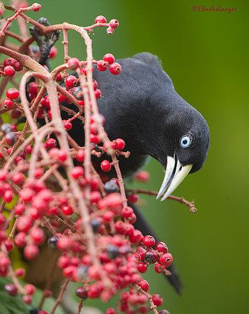 Scarlet-rumped Cacique