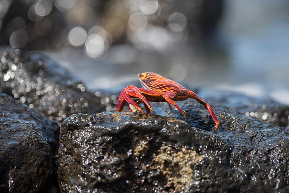 Sally Lightfoot Crab