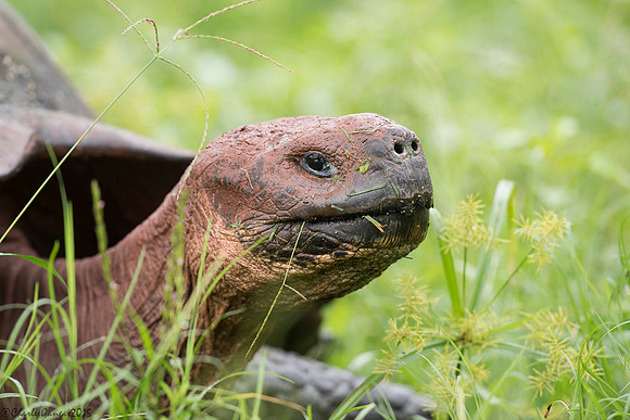 Galapagos Giant Tortoise