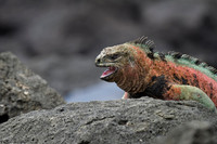Marine Iguana