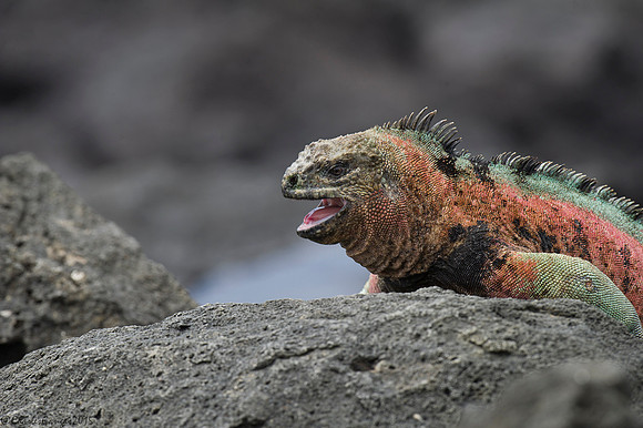 Marine Iguana