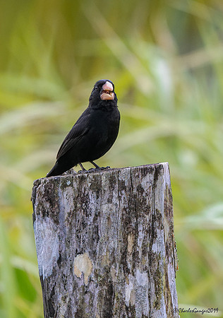 Nicaraguan Seed Finch