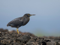 Lava Heron