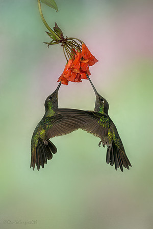 Talamancan Hummingbirds